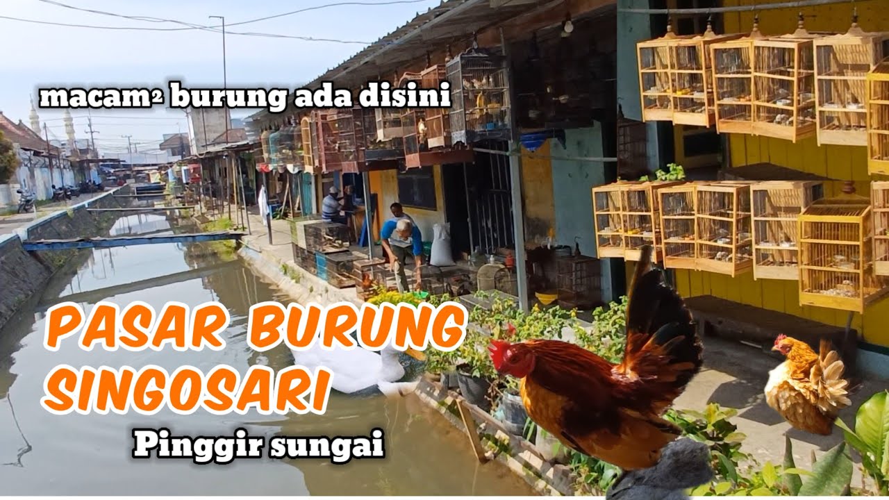 PASAR BURUNG SINGOSARI ADA DI TEPI SUNGAI