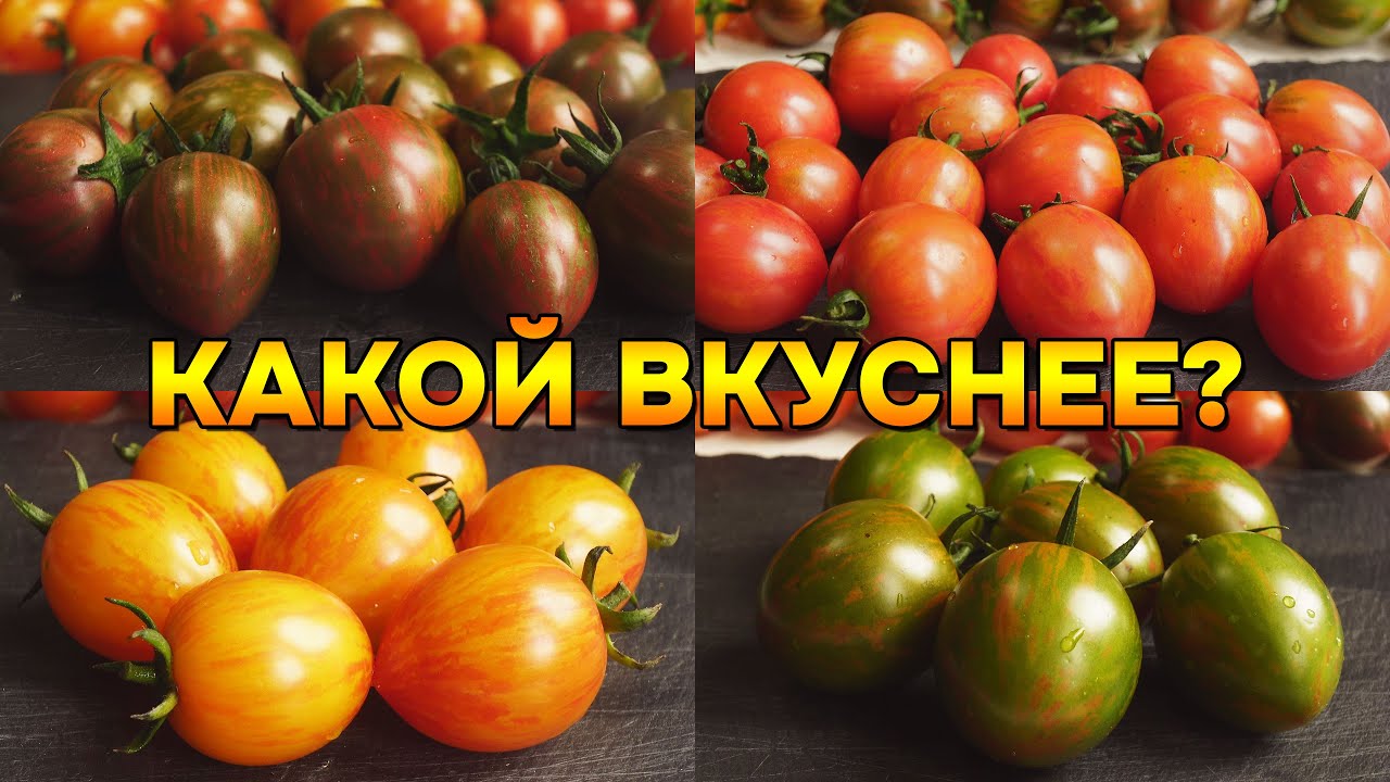 Пробуем ШМЕЛЕЙ! 🐝 Обзор 4 разноцветных томатов от Фреда Хемпеля.