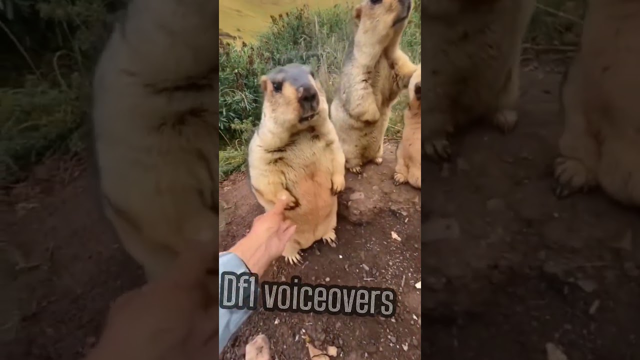 Don't touch 😂 #comedy #voiceover #meme #capybara #wildlife #pet #pets #animals #cute #funny