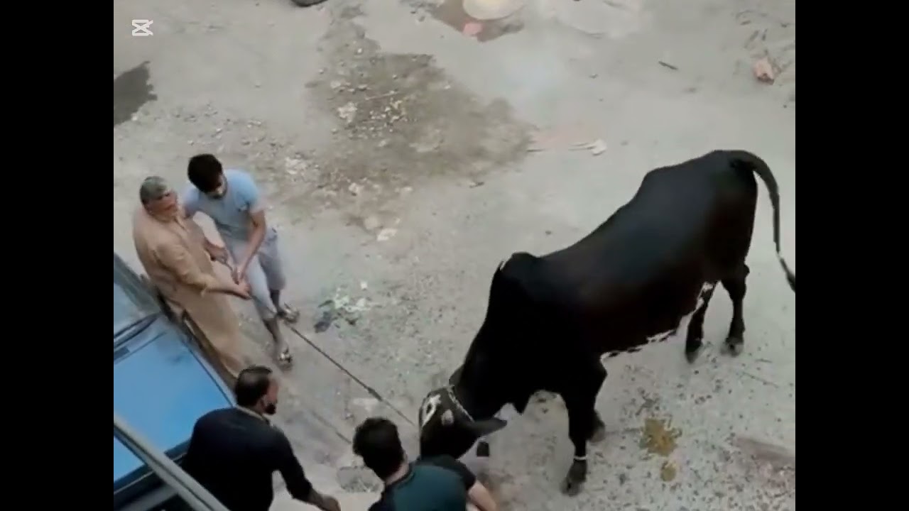 funny qurbani videoqurbani funny videosqurbani animal attackqurbani animals attacks