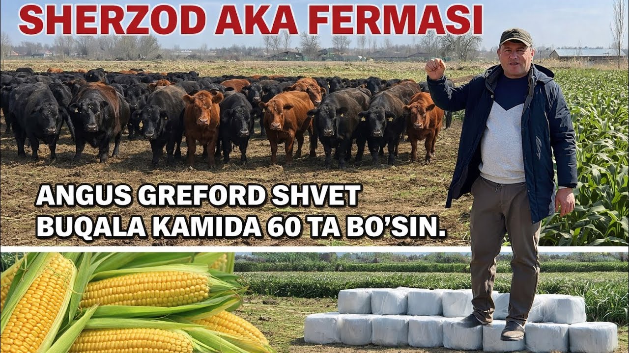 SHERZOD AKA FERMASIDA 17 mlndan BOSHLANADI. QOPLI SELOS DONI JUDA KO'P