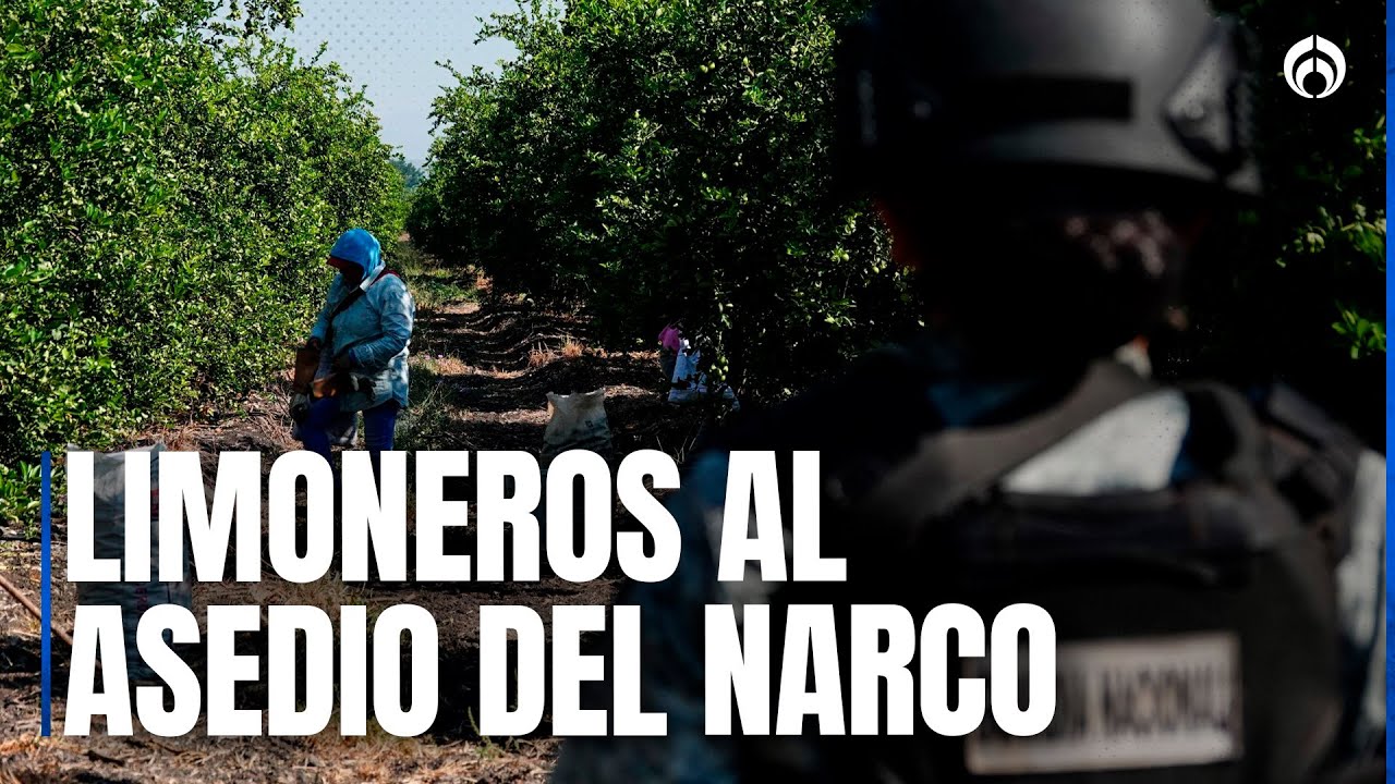Extorsiones a limoneros de Michoac&aacute;n ascienden a 4 pesos por kilo