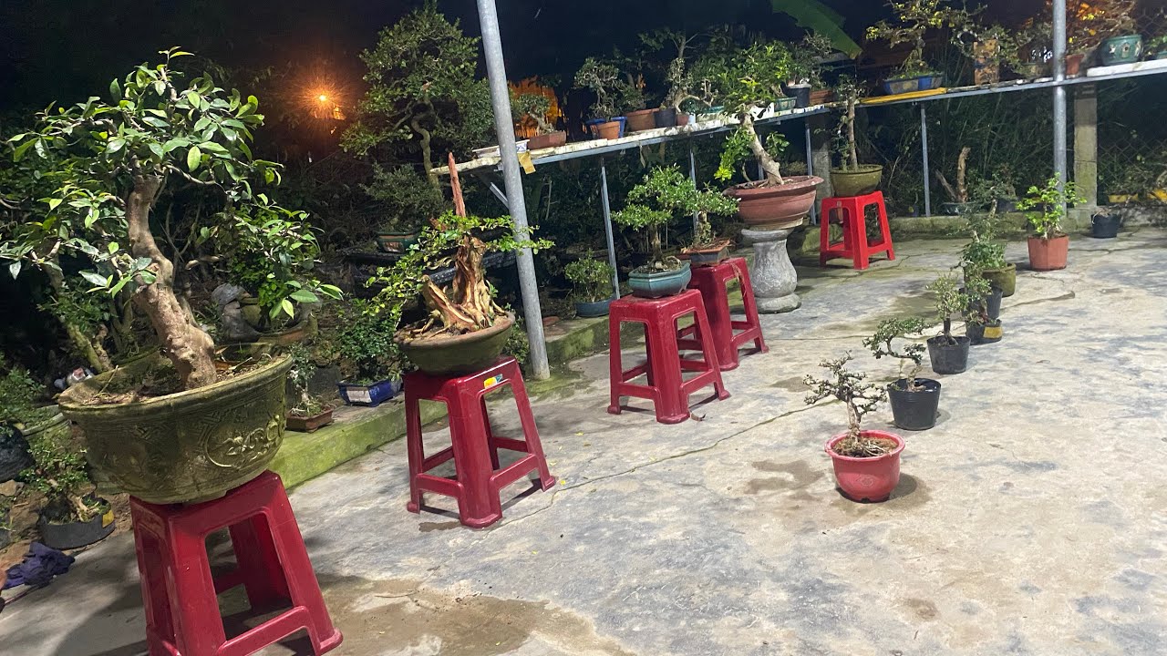 7/2 Gl ae ít mã cây cảnh bao ship toàn quốc giá có trong video cần ib em nhé 0852139168