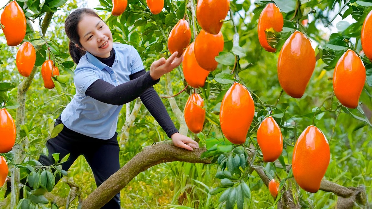 Harvesting 1000+ Fresh Mango Fruits Sell At The Market ,Taking Care Vegetable Garden in Wild