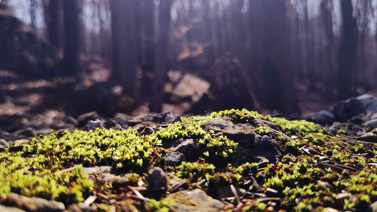 Early Spring Forest Relaxation: 1 Hour of Forest Sounds, Birdsong & Woodpeckers | 4K No Loop