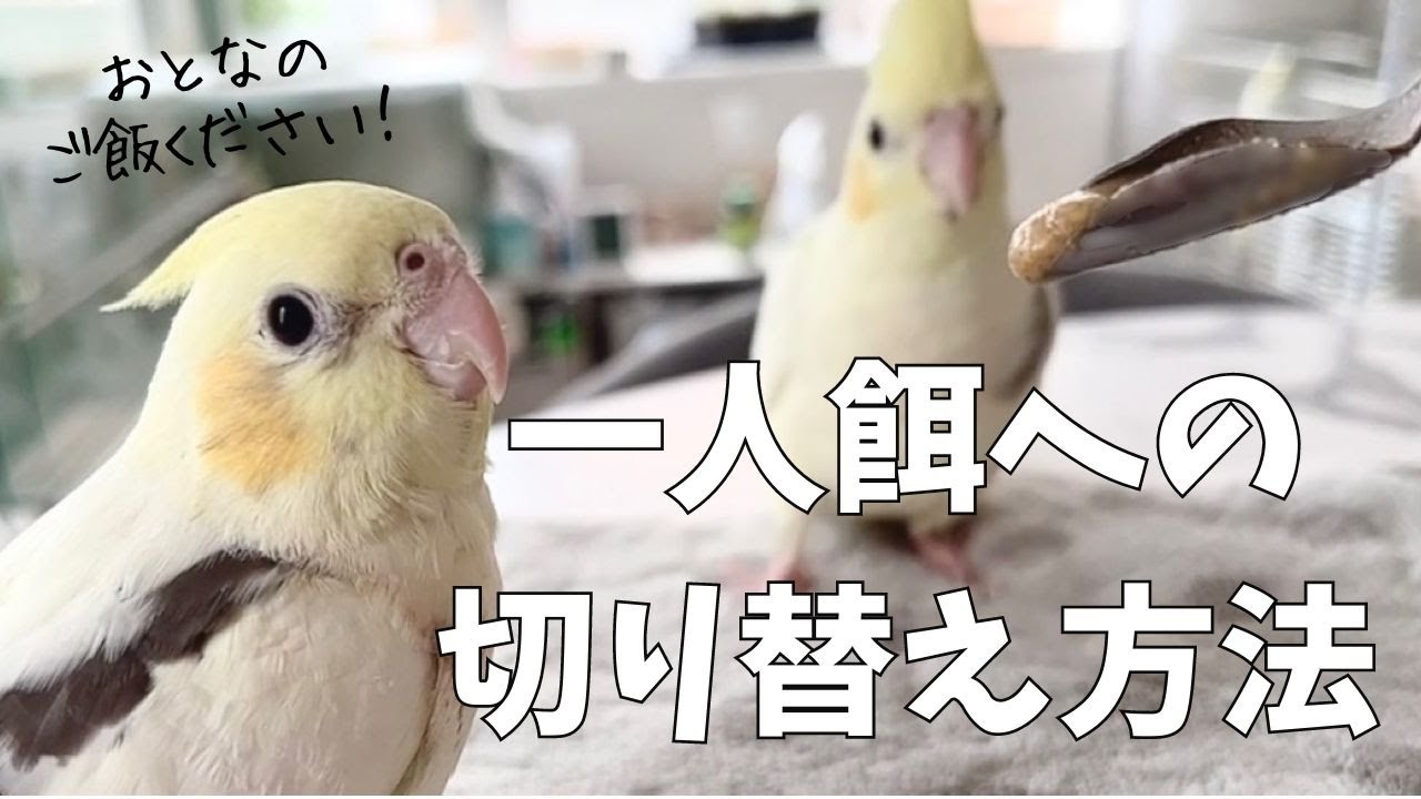 【挿し餌から一人餌】切り替えってむずかしい・・・？【オカメインコ】【BirdyCoco】