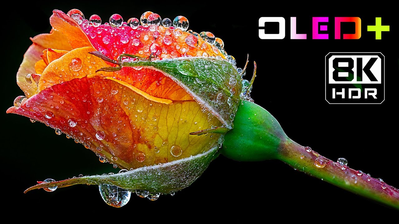 BEST OF OLED &ndash; Stunning Colorful Flower in 8K HDR | Dolby Vision&trade;