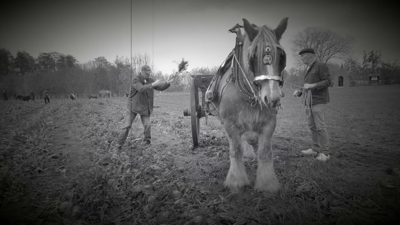voederieten rooien