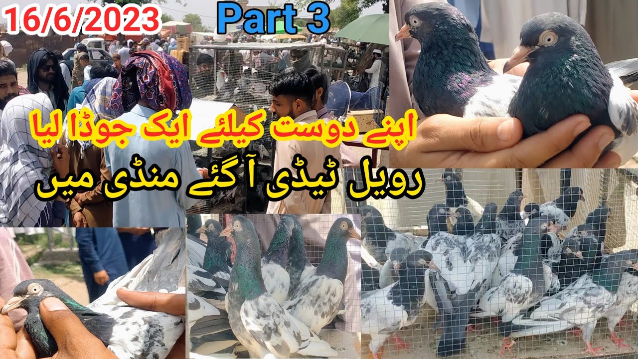 Royal Teddy Kabootar | Kallar Syedan Kabutar Market Update | Part 3 | 16/6/2023 | Teddy Pigeon Price