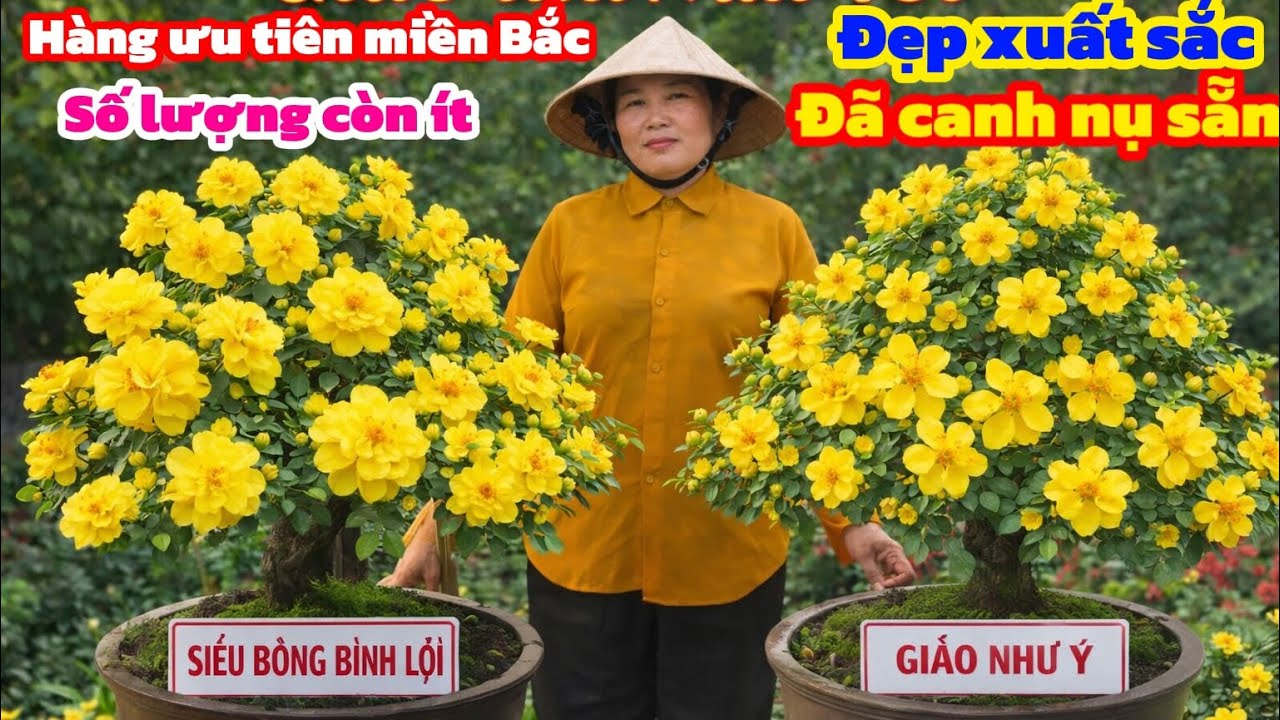 26-1☎️0983942618 gặp điệp 🌲Giao lưu mai chơi Tết -đãi canh bông sẵn ✅-Siêu bông Bình lợi -Giảo như ý