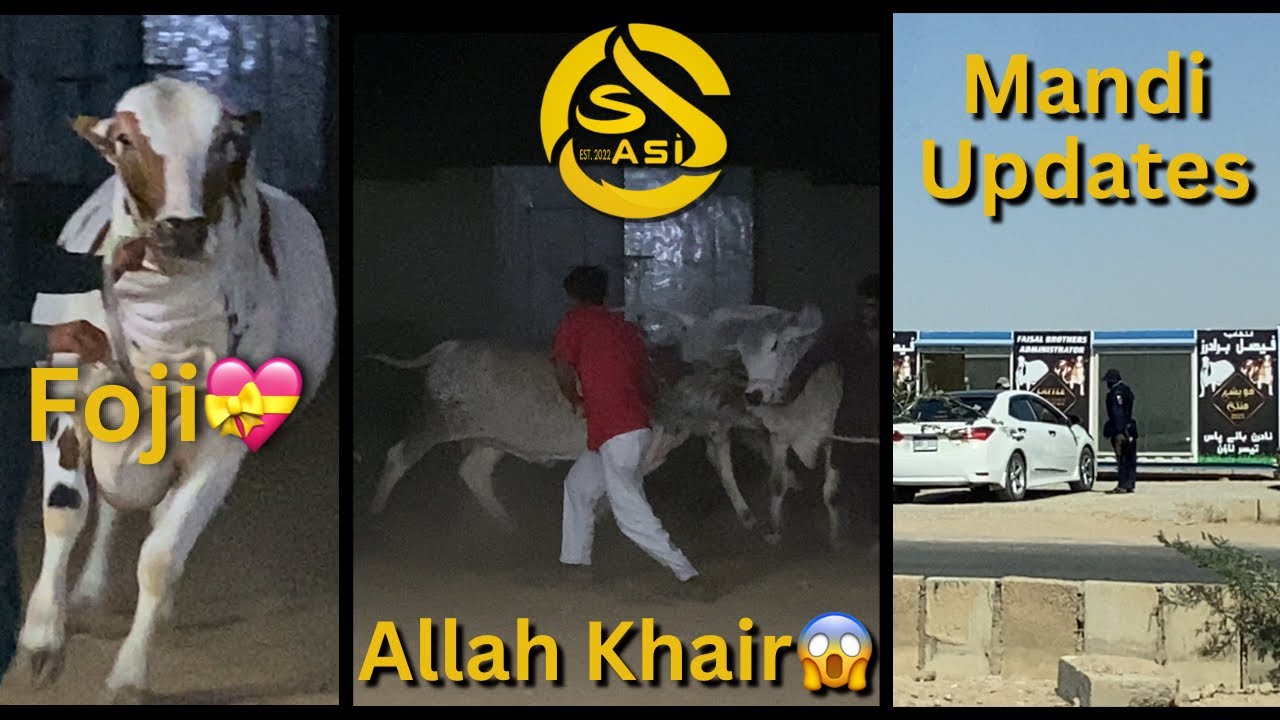 Mandi Updates || Farm Updates || Lower Range New Entries Coming Soon!!!! SASI CATTLE FARM
