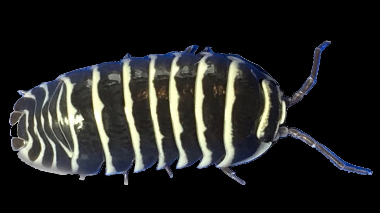 Which Isopods should I Put in?