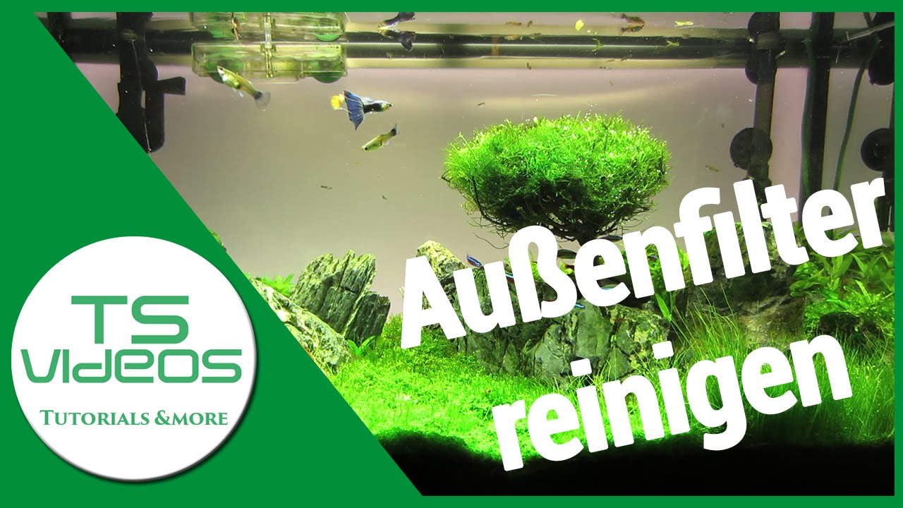 Aquarium Au&szlig;enfilter reinigen/s&auml;ubern