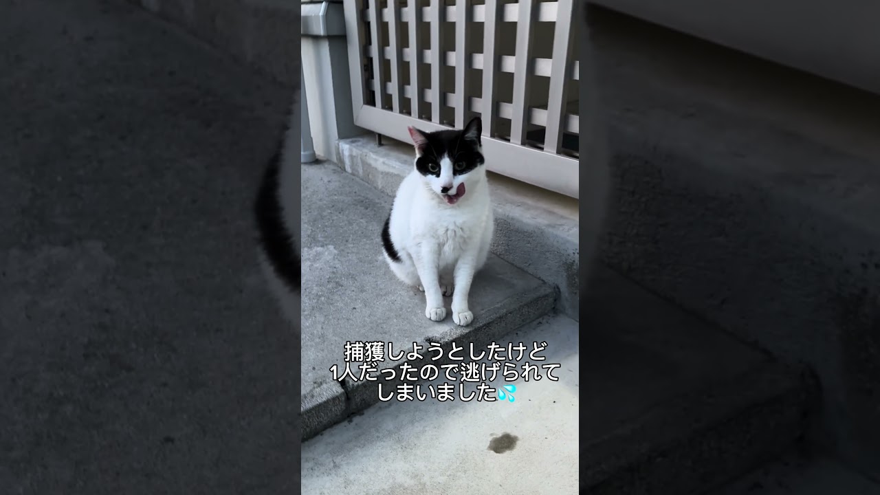 〜地域猫を保護する事を決意〜