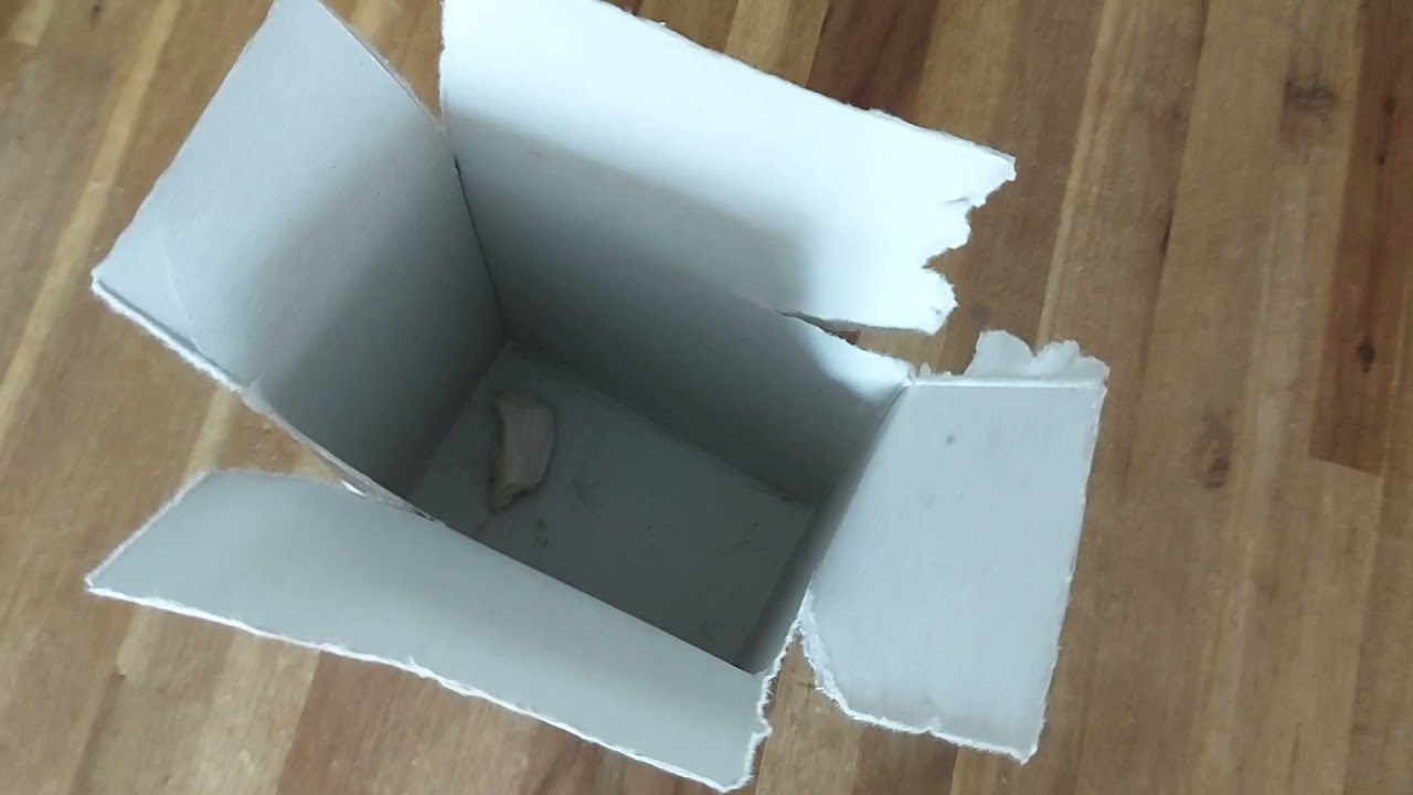 Hund zu Hause beschäftigen - Unsere Ideen (Sheltie Evoli 6 Monate alt)