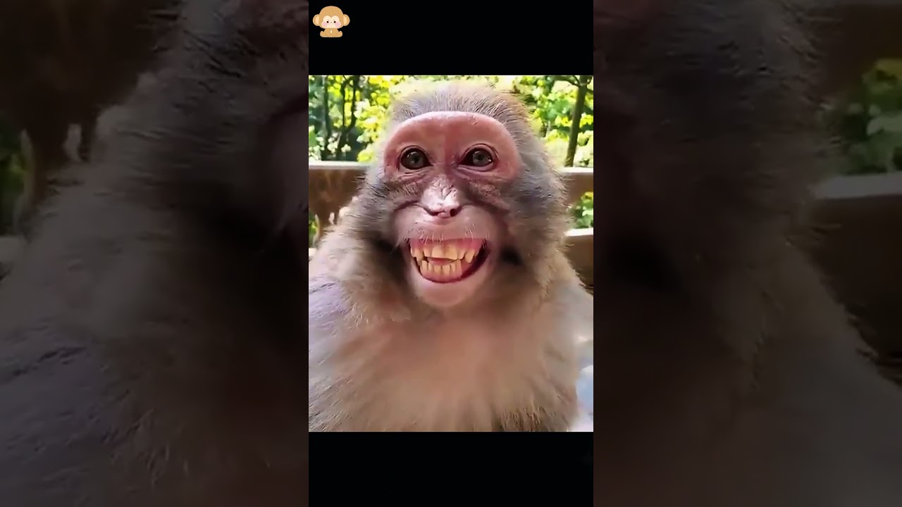 Funny monkey 