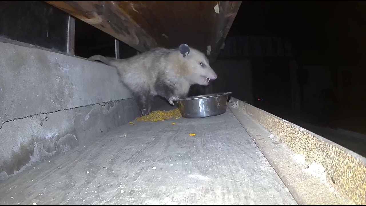 Panda Possum Chows Down