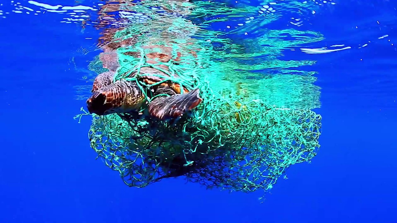 Tortuga enmallada