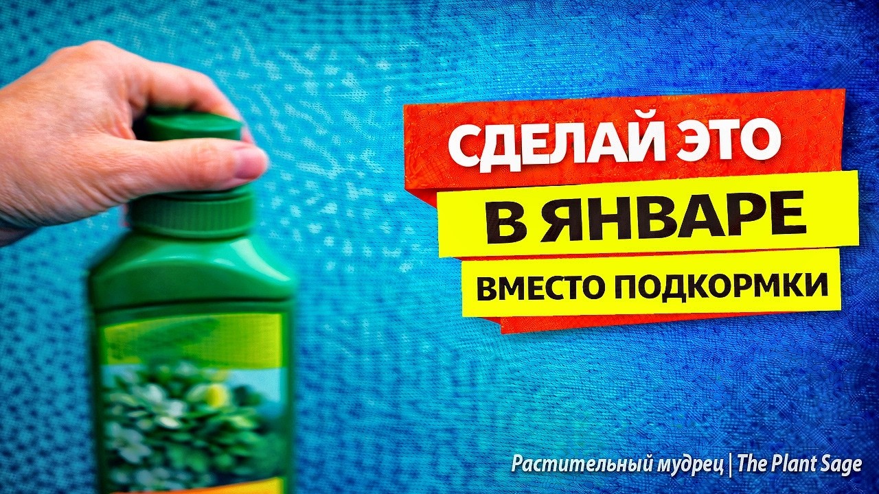 ПОЧЕМУ РАСТЕНИЯ ЗИМОЙ ЧАХНУТ 🌿 ГЛАВНЫЕ ОШИБКИ В ЯНВАРЕ И КАК ИХ СПАСТИ