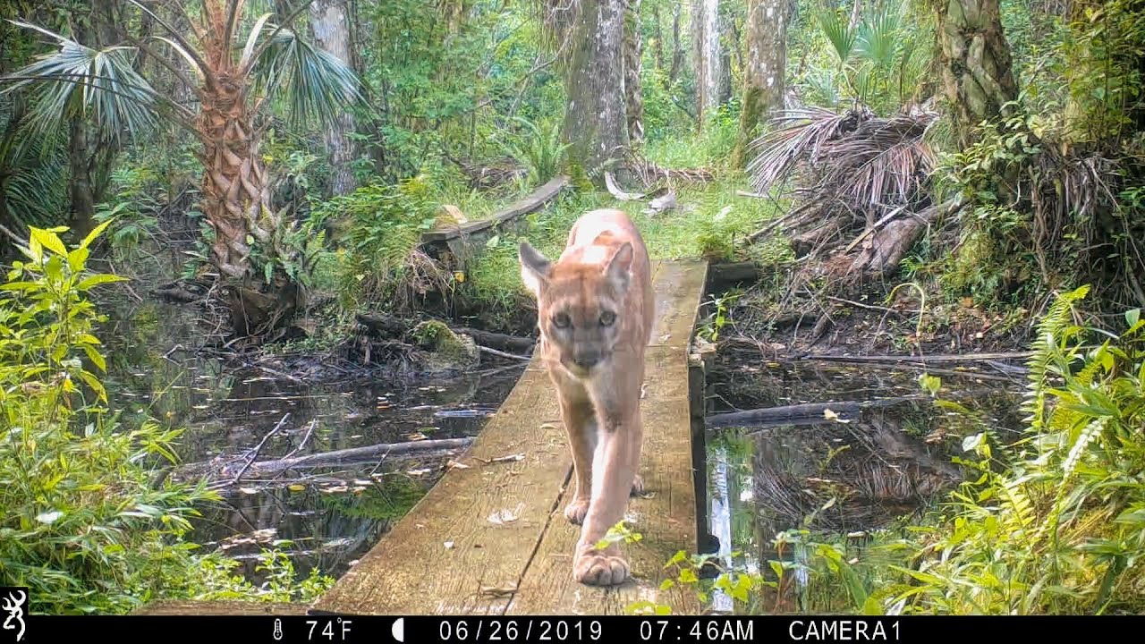 Incredible Moments with Florida's Last Wild Panthers - Help Save our Florida Panthers