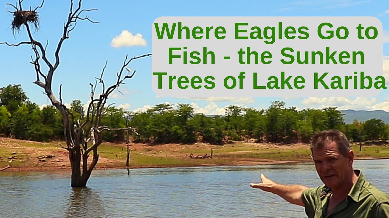 Where Eagles Go to Fish   the Sunken Trees of Lake Kariba