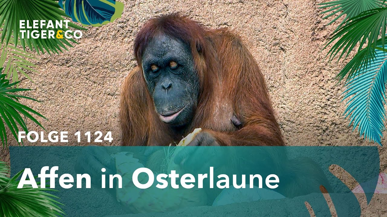 Osterüberraschung im Pongoland! (Folge 1124) | Elefant, Tiger & Co. | MDR
