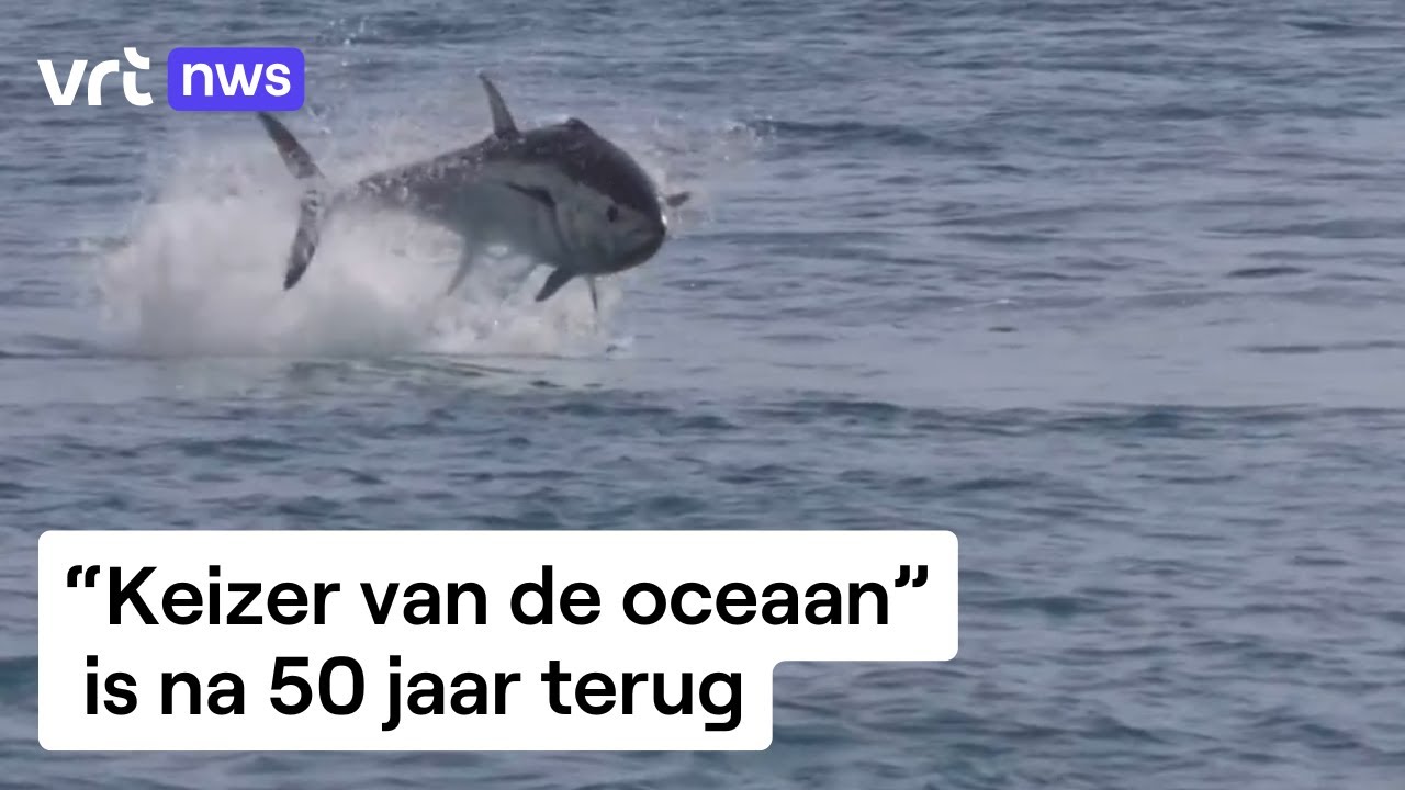 Atlantische blauwvintonijn zwemt weer in de Noordzee
