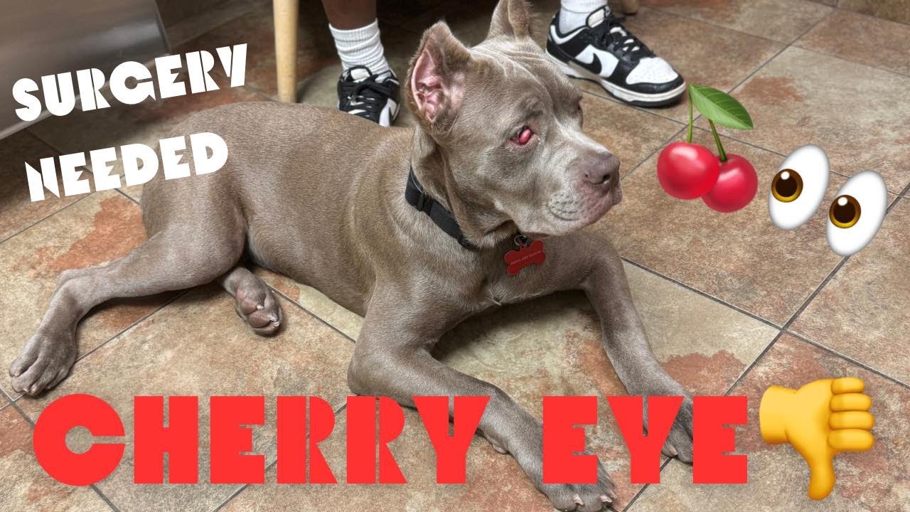 Cane Corso Cherry Eye Removal Process #bigdog #canecorso #pets #love