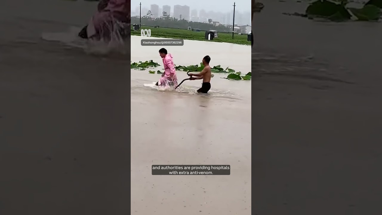 China's wild weather gets even wilder as snakes escape into floodwaters | ABC NEWS