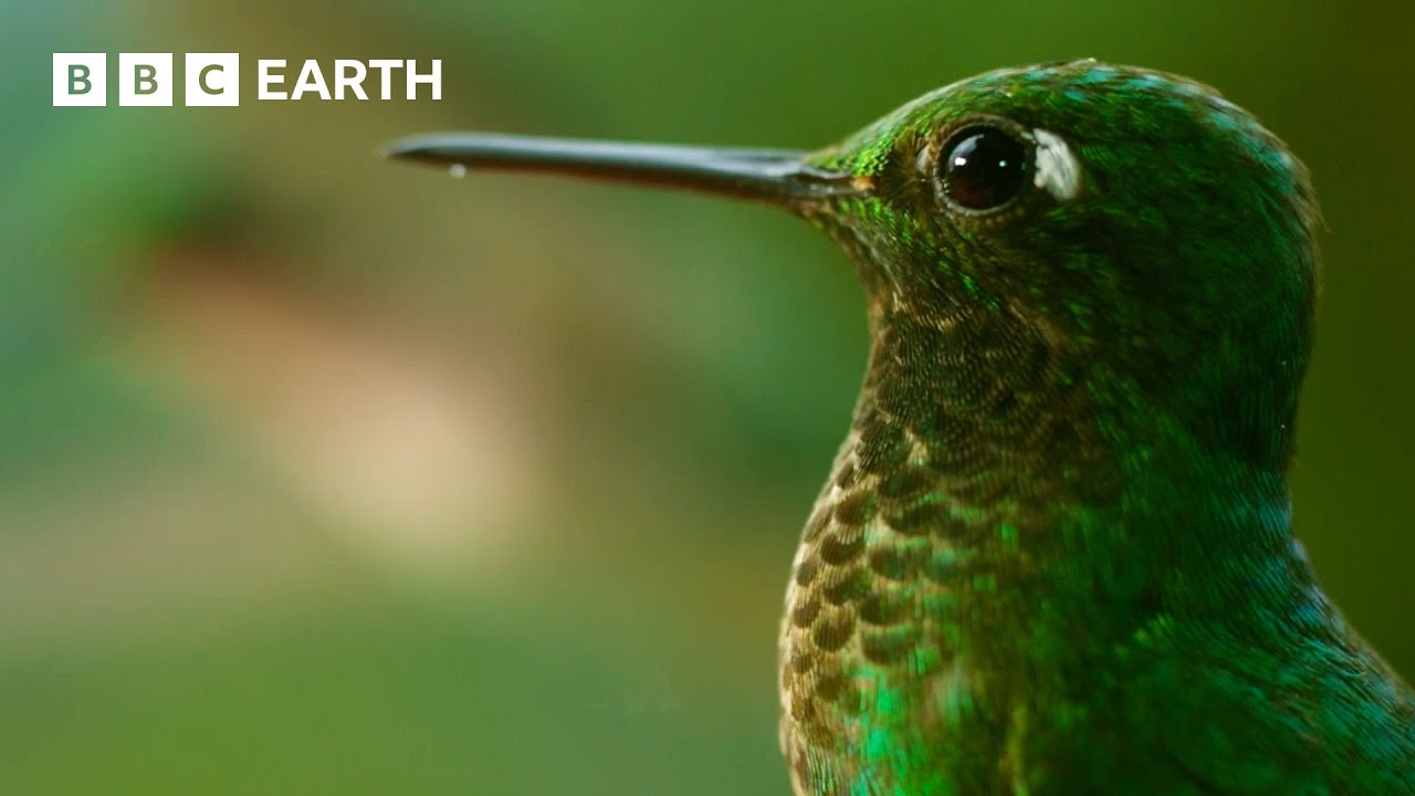 🔴 LIVE: The Secret Lives of Birds | BBC Earth