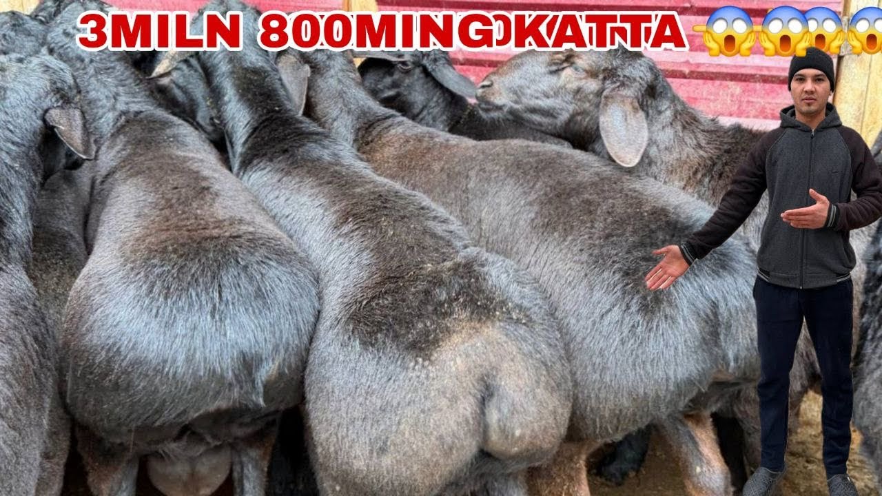 3Miln 800Mingdan Katta Qo’chqor Keldi So’ysagizam Bo’ladi Bunga Ishonish Qiyin Bunaqa Arzon Narxda K