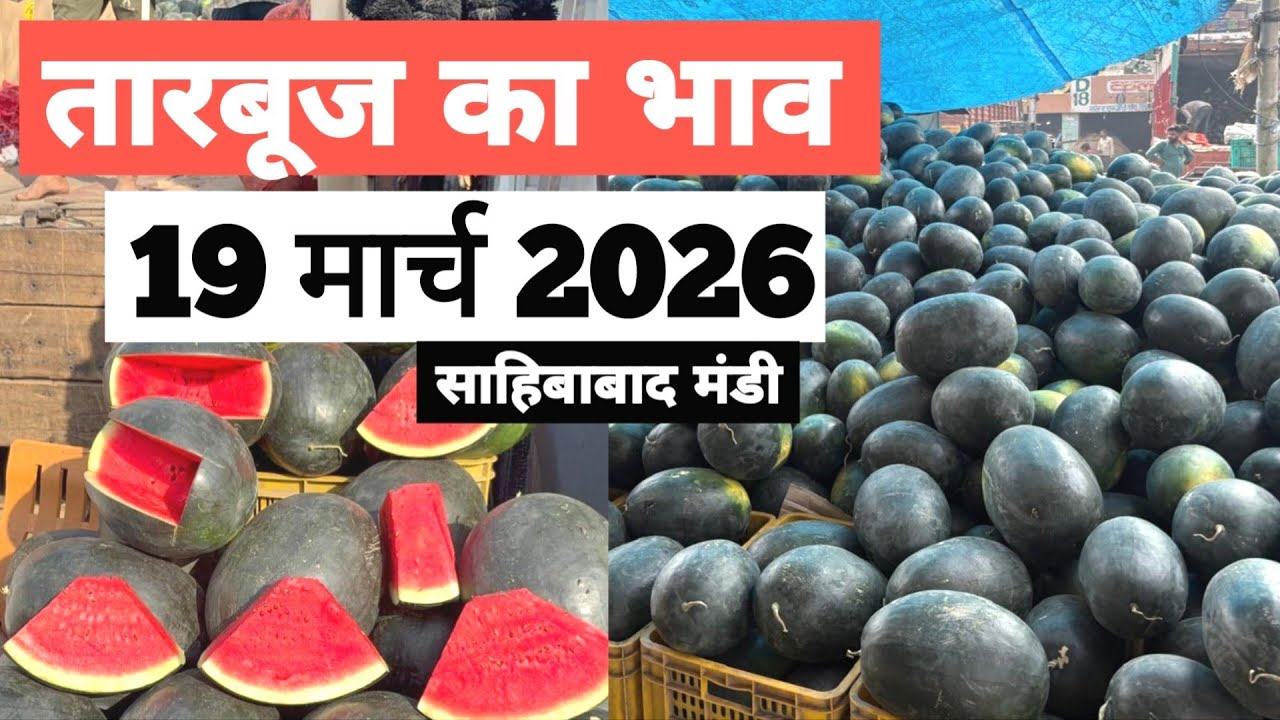 19 March 2026 🍉तारबूज़ का भाव साहिबाबाद मंडी Today Watermelon Rate Sahibabad Mand |Bharat ke Bazar
