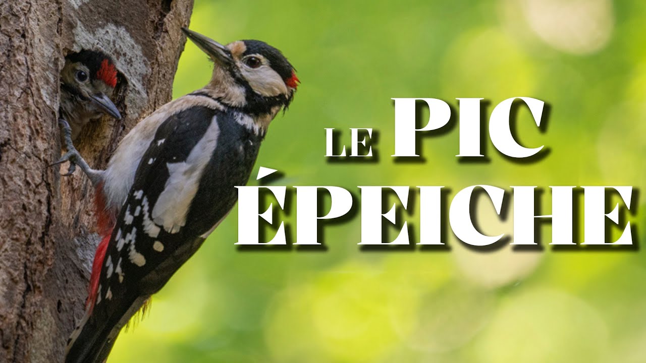 LE PIC ÉPEICHE