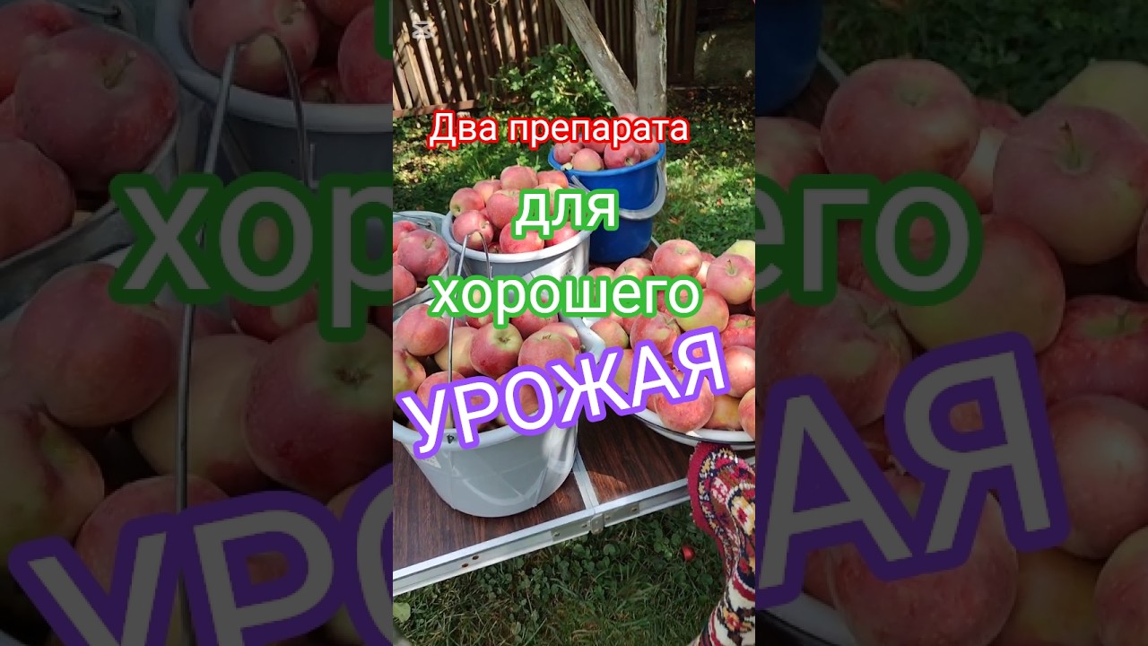 чем подкормить рассаду и деревья. #подкормка #урожайность #aleksдежурныйпокухне