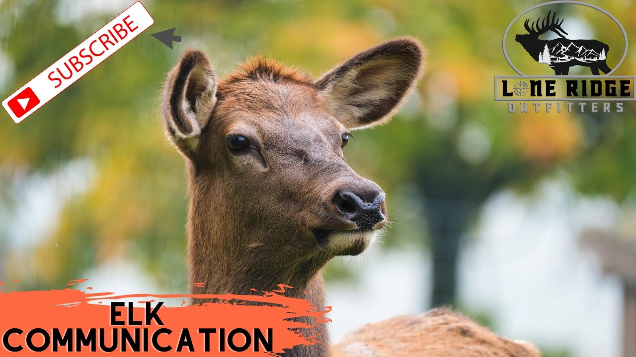 Elk Sounds | Cow Elk Communication | Utah Elk
