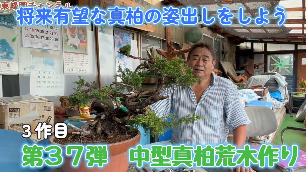 【盆栽】第３７弾　中型真柏の荒木作り３作目【将来有望な真柏の姿出し】