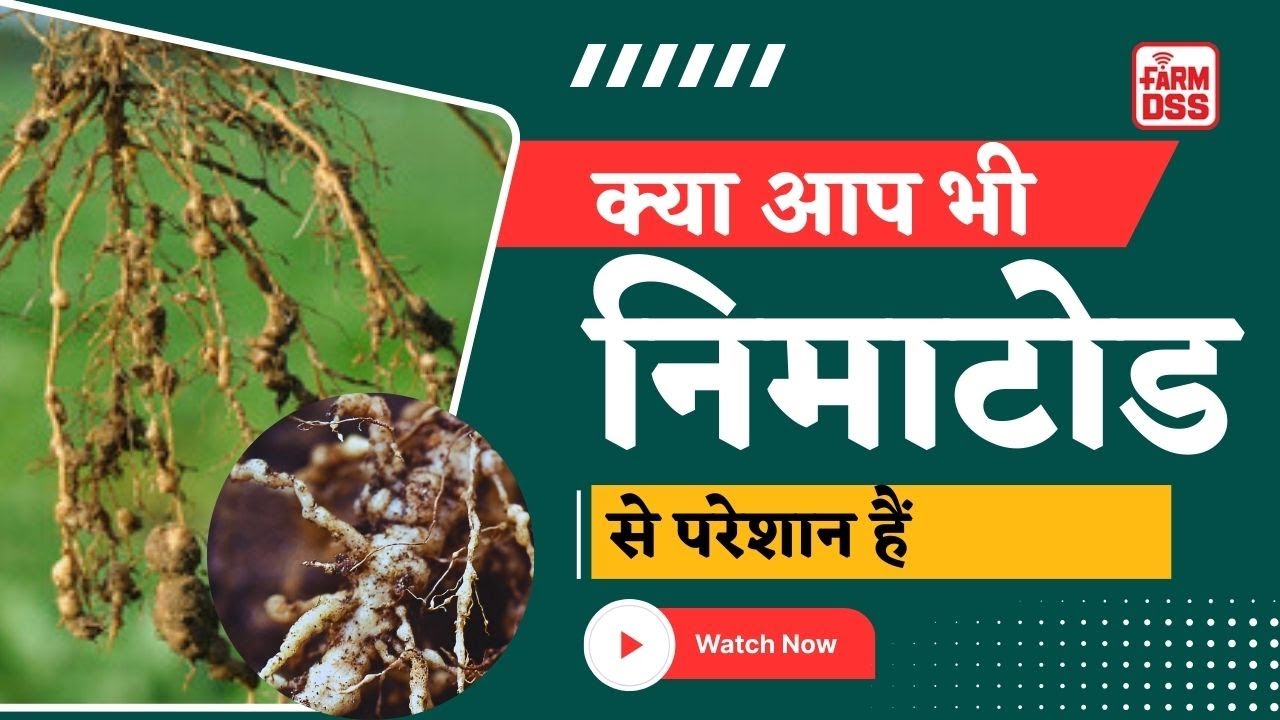 क्या आप भी निमाटोड से परेशान हैं @BTGore