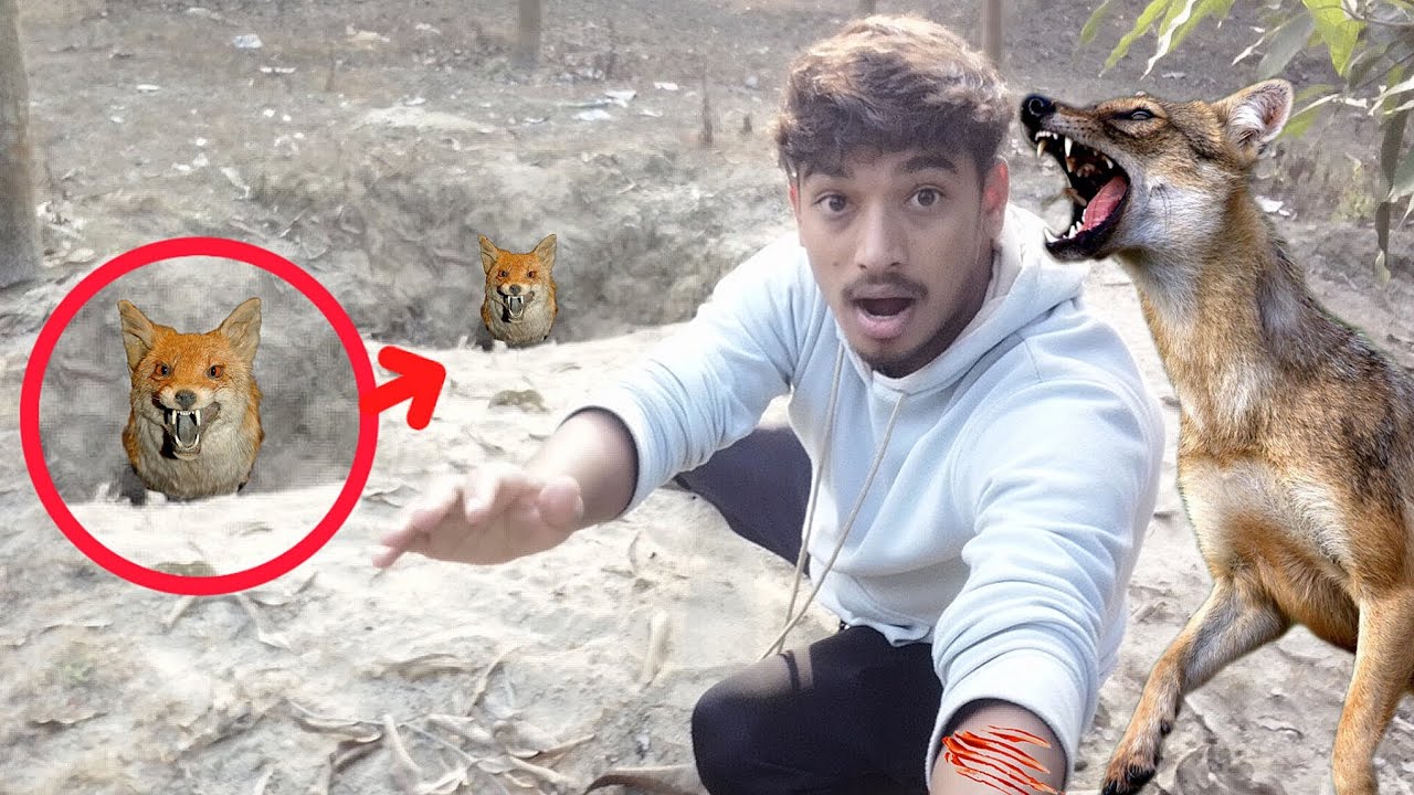 হিংস্র শিয়াল 🦊 এবং তার গর্ত ।The ferocious fox and his den
