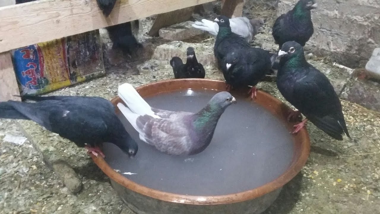 خل التفاح للقضاء على حشرات الحمام