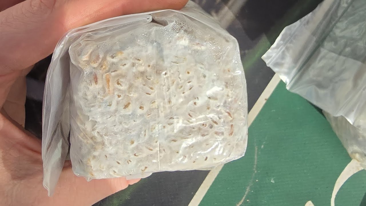 Inoculation g2g миц  в деталях Стерильность все