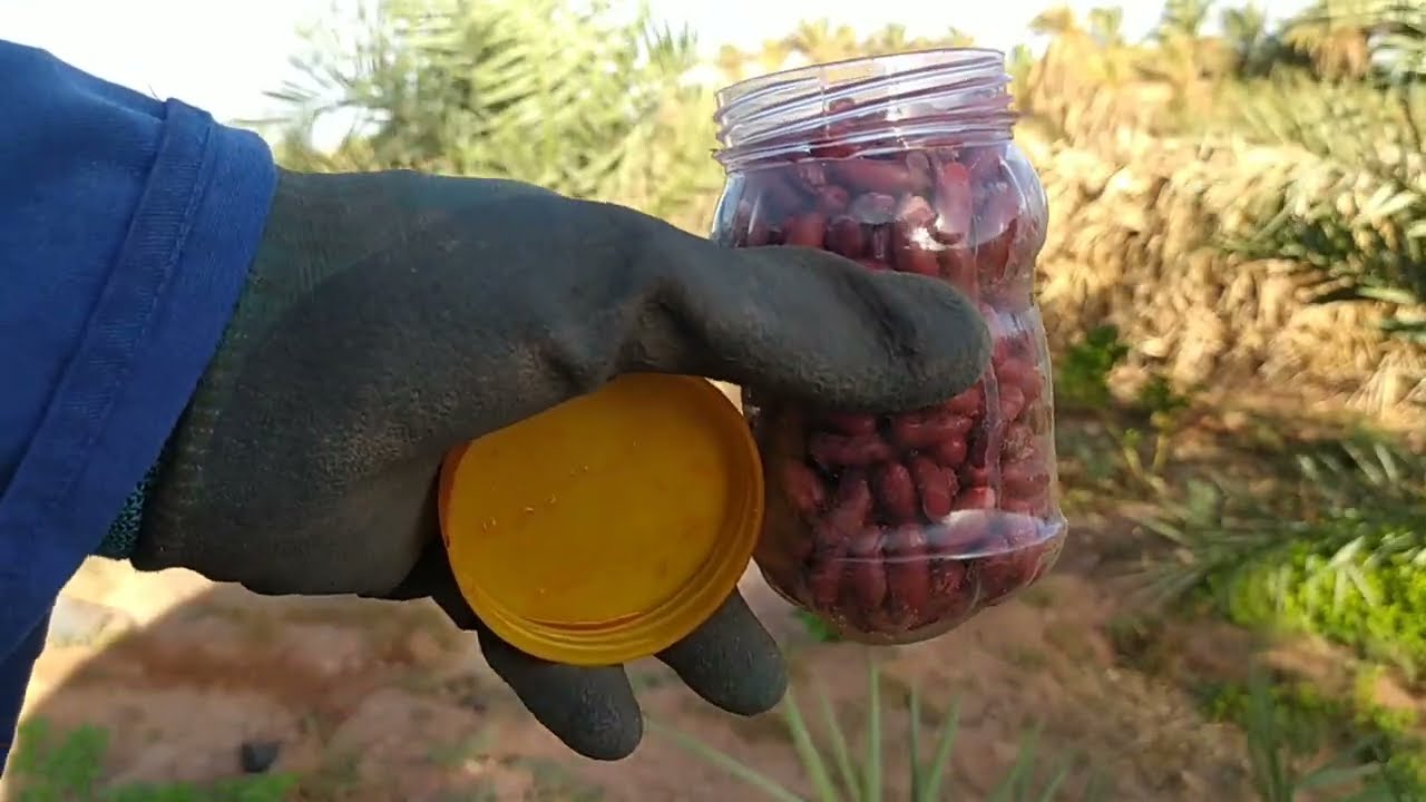 زراعة فاصوليا موشطو في عين صالح: طريقة سهلة خطوة بخطوة مع أفضل وقت للزراعة