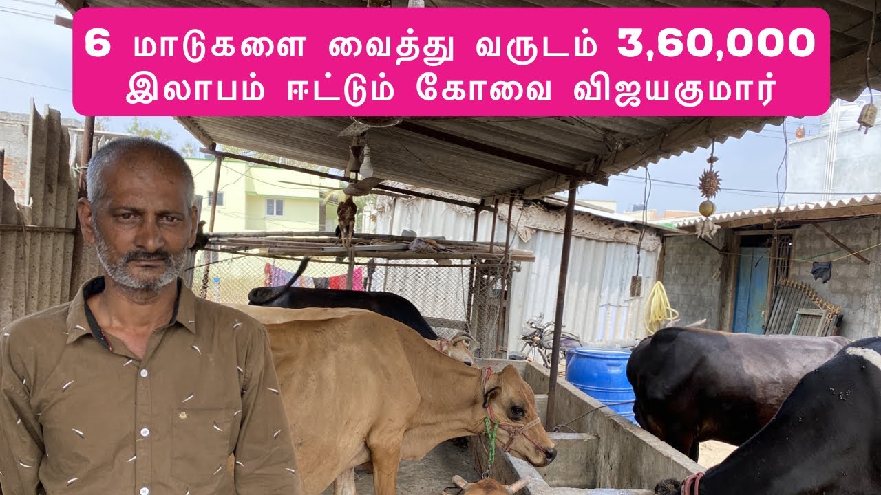 6 மாடுகளை வைத்து வருடம் 3,60,000 இலாபம் ஈட்டும் கோவை விஜயகுமார்
