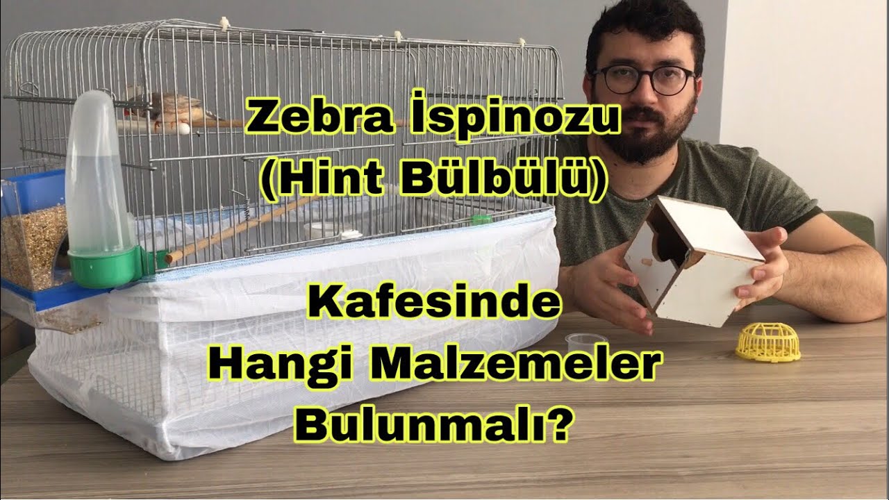Hint Bülbülü Zebra İspinozu Kafesinde Hangi Malzemeler Bulunmalı?