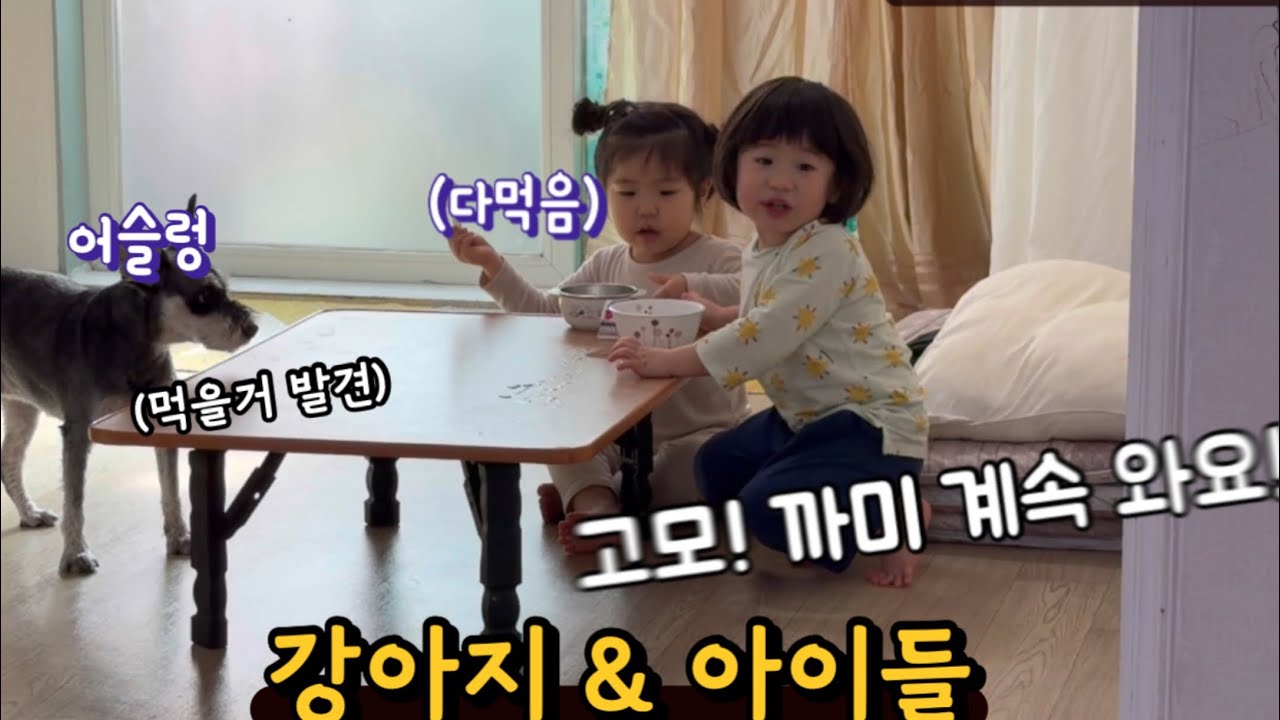 강아지 와 아이들 #슈나우저 #34개월 #35개월