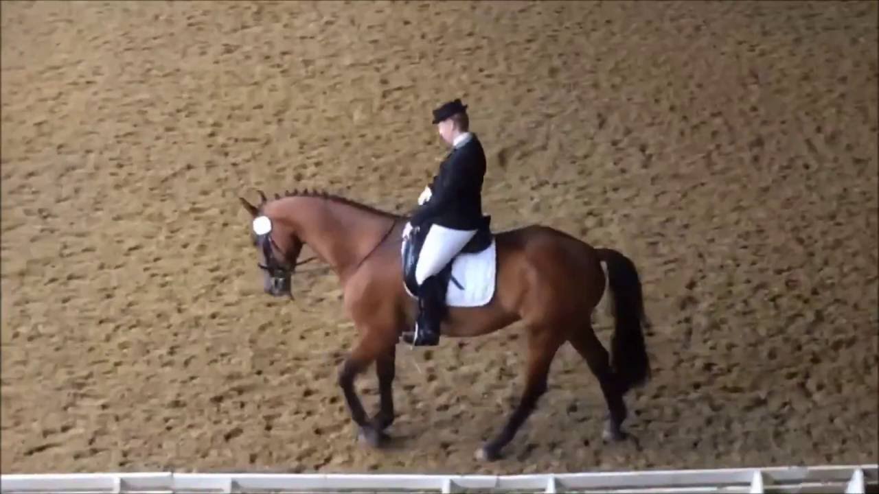 Kaiserkult/ Trak.-Wolkenstein II gelding * 2007 for sale