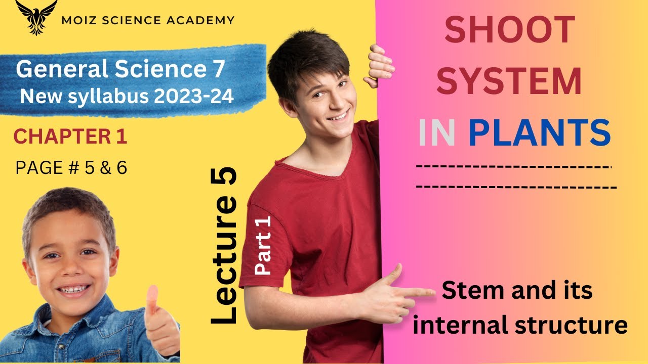 Stem and its internal structure | Shoot system Class 7