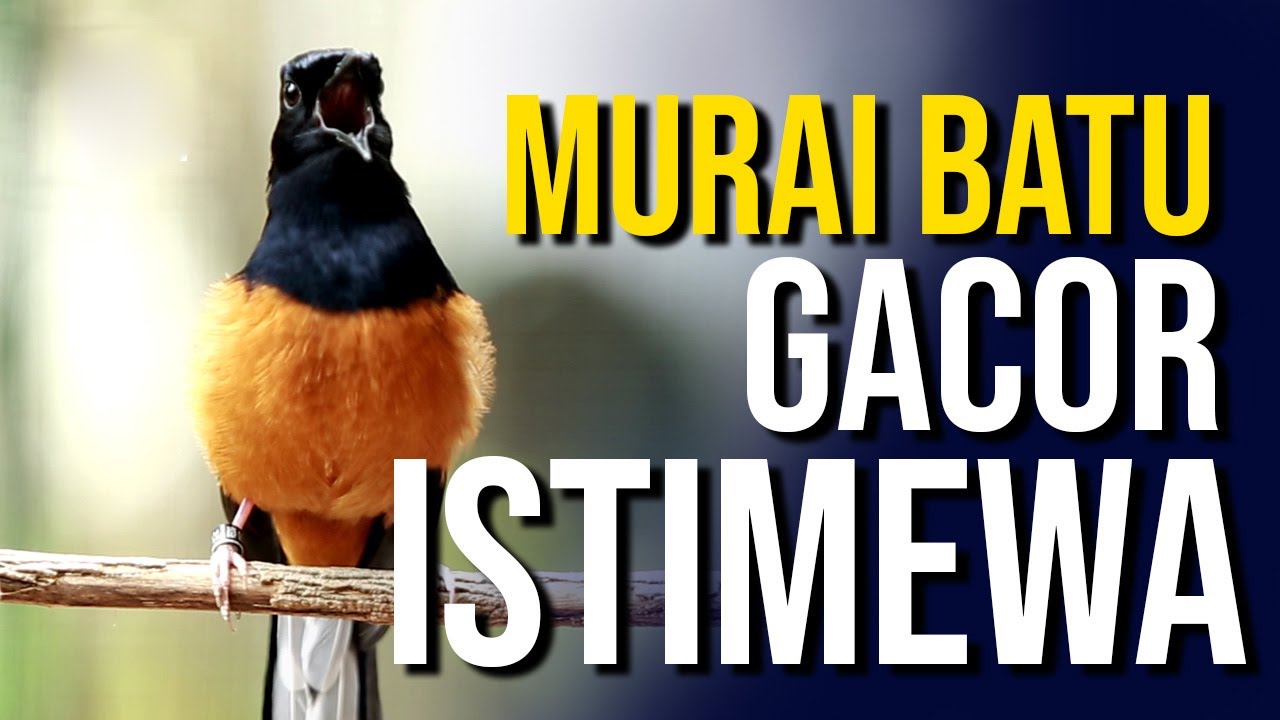 MURAI GACOR ‼️TEMBAKAN MEWAH MEMANCING MURAI BATU LAIN TAK MAU DIAM