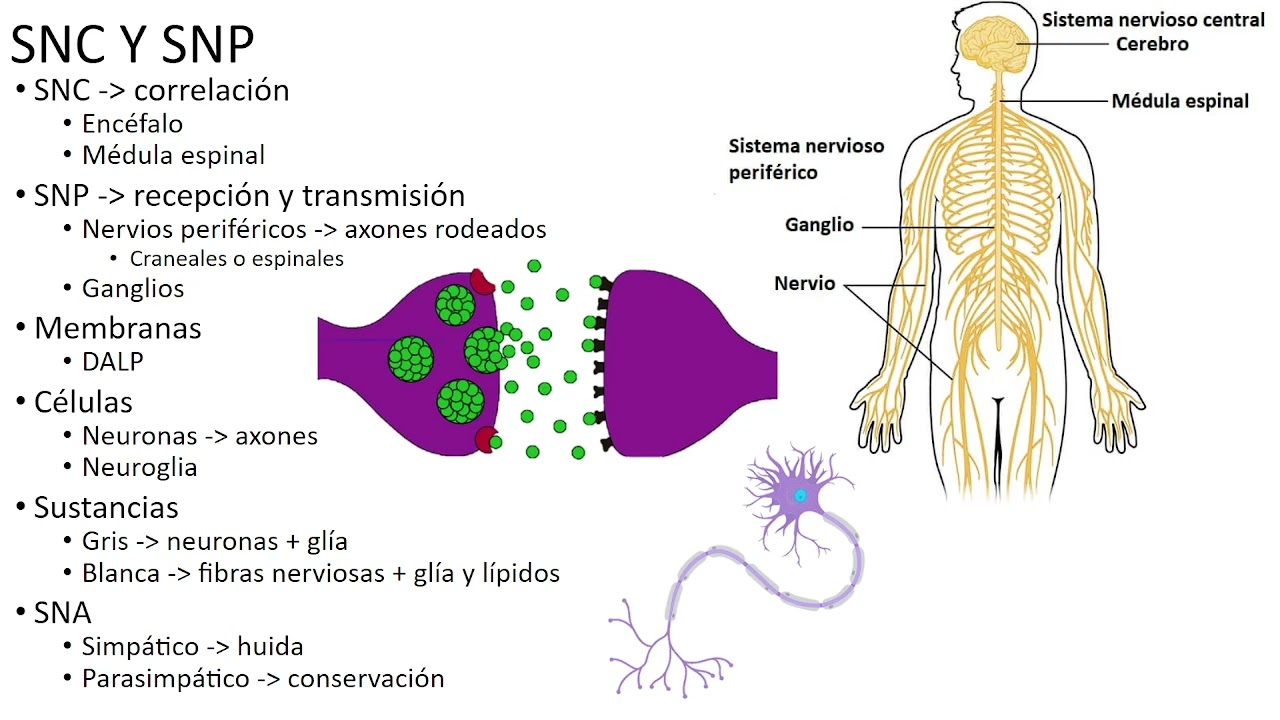 Neuroanatomía 1: introducción al SNC