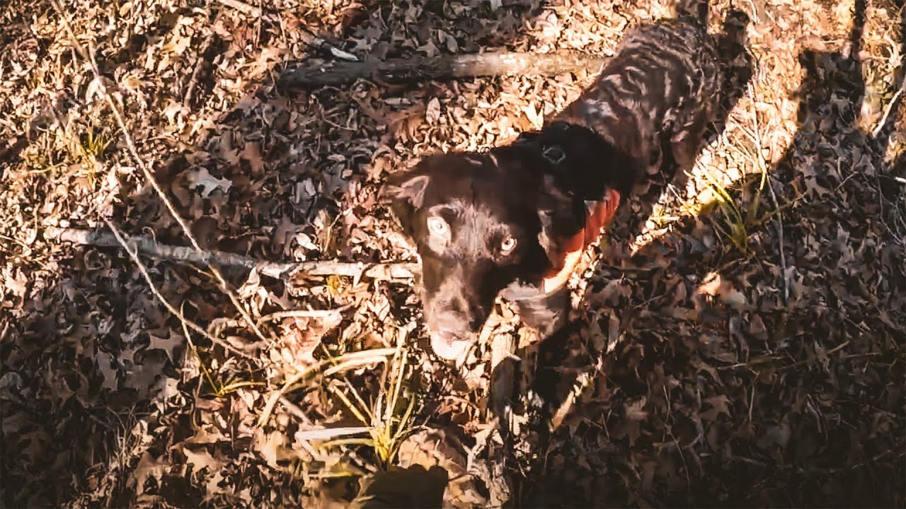 Louisiana Woodcock, Hunting Public Land — Ultimate Upland