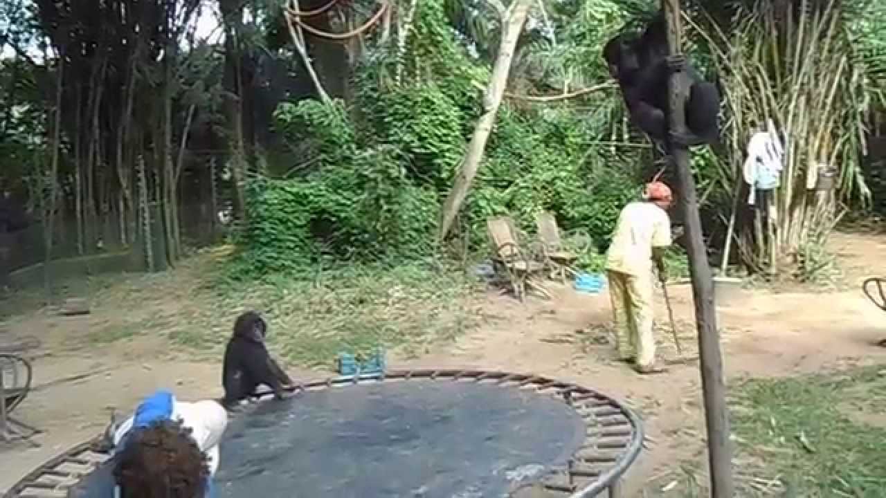 Lola Ya Bonobo IT - Nursey game